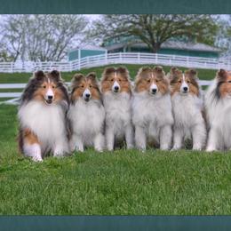 Shetland Sheepdog Puppies from Shalamar Shelties