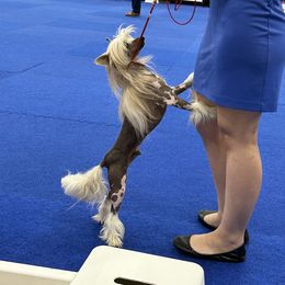 Chili - Chinese Crested