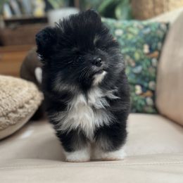 Girl 1 - Black and tan parti female Pomeranian puppy in San Diego, California from PS pomeranians