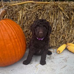 Purple - Brown female Poodle puppy in Tecumseh, Nebraska from Double Down Doodles & Poodles
