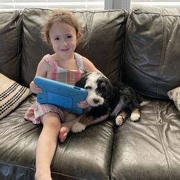 Sheepadoodle Puppies from Kings Doodles
