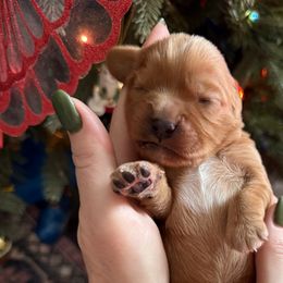 Darrell Boy 4 - Cavalier King Charles Spaniel puppy from Melissa's East End Cavaliers