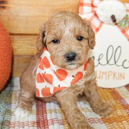 Charlie - Apricot male Goldendoodle puppy in Antlers, Oklahoma from Rocking H