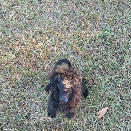 Rooster - Black male Poodle puppy in Covington, Georgia from ThornWood Hill Poodles