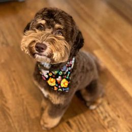 Finley - Australian Labradoodle