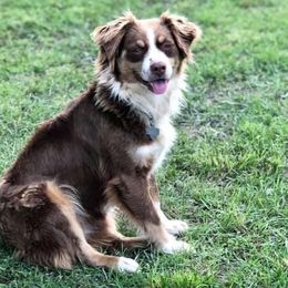 Lucchese - Australian Shepherd