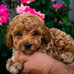 Mazie - Apricot female Poodle puppy in Cisco, Texas from Southern Girls Poodles