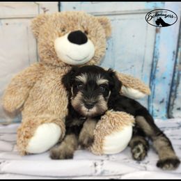 AKC 25016 - Black and silver female Miniature Schnauzer puppy in Mount Airy, Georgia from Miniature Schnauzers GA, LLC