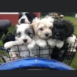 Havanese Puppies from EClair's Havanese and Westies