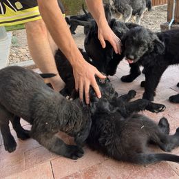 Assorted Doodle Crosses Puppies from Golden Mountain Doodles