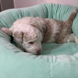 Todd - Red merle male Aussiedoodle puppy in Charlestown, Indiana from Forever Aussies and A Doodle