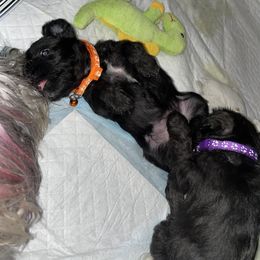 Miniature Schnauzer Puppies from Mini Schnauzers for Life
