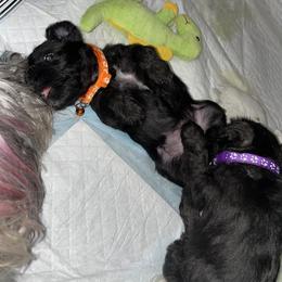 Miniature Schnauzer Puppies from Mini Schnauzers for Life