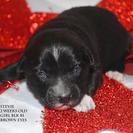 Stevie - Black female Miniature Australian Shepherd puppy in Patterson, North Carolina from DreamLine Aussies