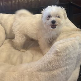 Maltese and Maltipoo Puppies from Playful Paws Maltese and Maltipoos