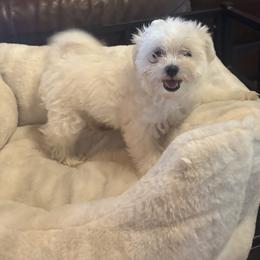Maltese and Maltipoo Puppies from Playful Paws Maltese and Maltipoos