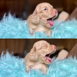 Teddy - Cream male Dachshund puppy in Hornbeck, Louisiana from A&Z Mini Dachshunds