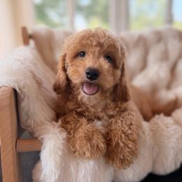 Waffle - Red  male Goldendoodle puppy in North Royalton, Ohio from Johnson's Doodles