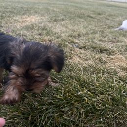 Yorkshire Terrier Puppies from Alvarado’s Yorkies