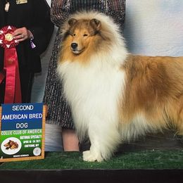 Collies from Scarborough Collies
