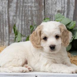 Butters - Buff and white male Cockapoo puppy in Seattle, Washington from Sweet Home Doodles