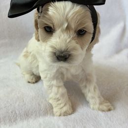 Piper - Red and white female Cockapoo puppy in Adrian, Oregon from ApplebyFarm