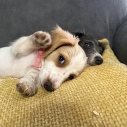 Mary Kate - Piebald female Dachshund puppy in Brooksville, Florida from Dip N Doxies