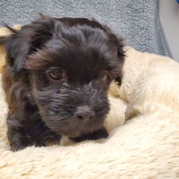 Havanese Puppies from Patriot Pups