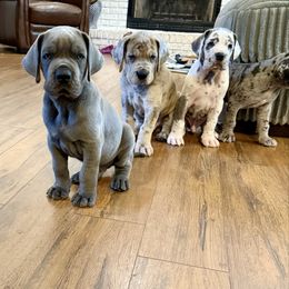 Great Dane puppies from Diamond Danes of Atlanta