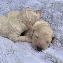 Leah - White female Poodle puppy in Rocklin, California from Brienwood Poodles