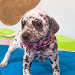 Dawn - White and liver brown female Dalmatian puppy in Sedalia, Missouri from Missouri Dalmatians