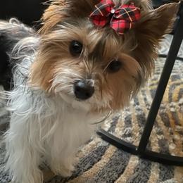 Yorkshire Terriers from Jamie's Yorkies