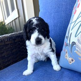 Pete - Parti male Poodle puppy in West Bountiful, Utah from Utah Mountain Doodles
