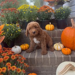 Acorn - Red  female Goldendoodle puppy in Milan, Tennessee from Twin Oak Goldendoodles