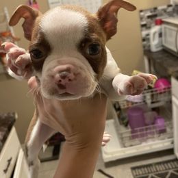 Boston Terrier Puppies from Autumn's Bostons
