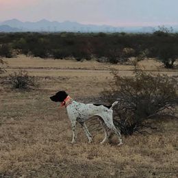 Remy - German Shorthaired Pointer