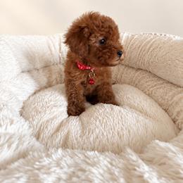 Girl 2 - Red  female Goldendoodle puppy in Sacramento, California from Golden doodles  Lovers
