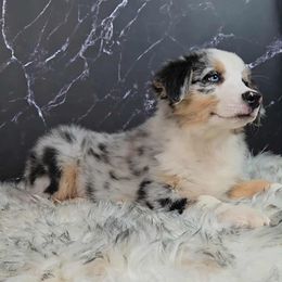 Hemlock - Blue merle male Australian Shepherd puppy in Waddell, Arizona from Whimsical Aussies