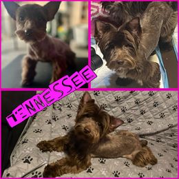 Tennessee - Yorkshire Terrier