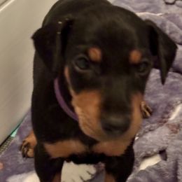 Purple - Black and tan female Manchester Terrier puppy in East Oakdale, California from Tango Kennels