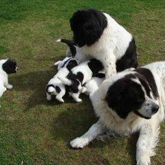 Landseer (European Continental Type)s from Pacific Seaport Landseers