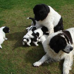 Landseer (European Continental Type)s from Pacific Seaport Landseers