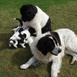 Landseer (European Continental Type)s from Pacific Seaport Landseers