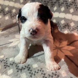 Boy 2 Remington - Aussiedoodle puppy in Washington County, Tennessee from Southern Roots Kennel
