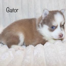 Boy 3 - Lavender male Pomsky puppy in Denham Springs, Louisiana from Bayouland Pomskies