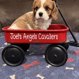 Charlie - Blenheim male Cavalier King Charles Spaniel puppy in Poyen, Arkansas from Joels Angels Cavaliers