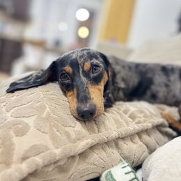 Pepper - Dachshund