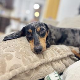 Pepper - Dachshund