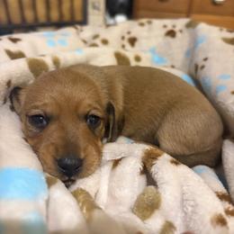 CKC shaded red girl 2 (buyer will name) - Red female Dachshund puppy in Canyon Lake, Texas from M&Ms Dachshunds of Central Texas