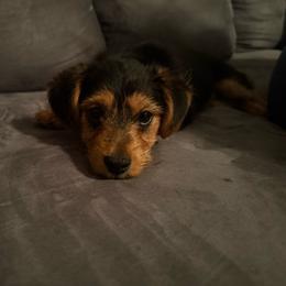 Pitbull - Black and tan male Morkie puppy in Lawrenceville, Georgia from Georgias Finest Puppies